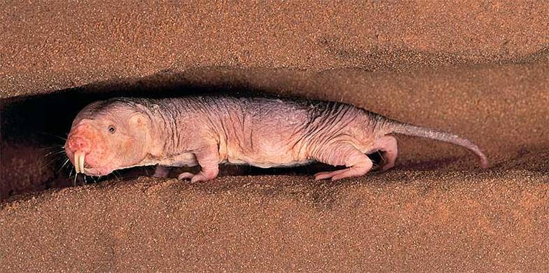 TASS Голый землекоп живет значительно дольше других грызунов и не стареет