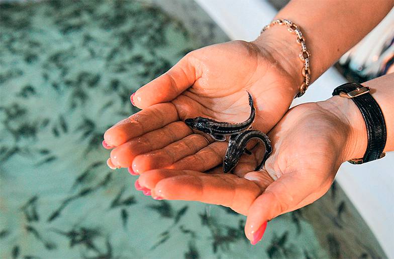 ПРЕДОСТАВЛЕНО ТМК Таганрогский металлургический завод выпустил в реку Дон 25 тыс. мальков русского осетра