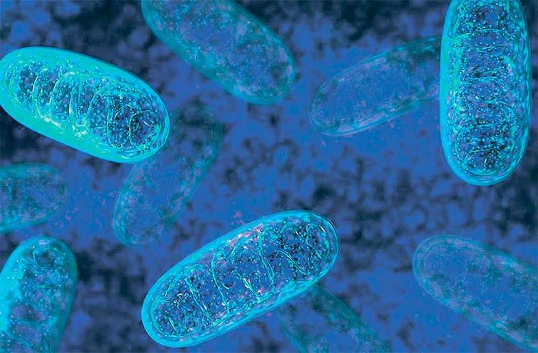  Митохондрии могут иметь отношение к программе старения