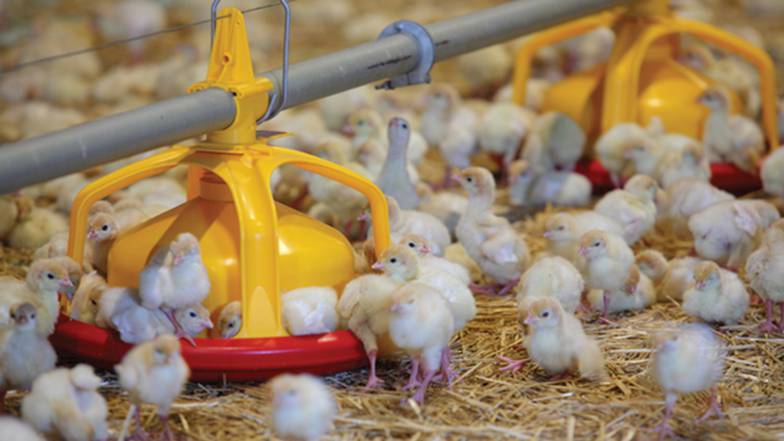 ФОТО: ПРЕСС-СЛУЖБА ГК «ДАМАТЕ» В ГК «Дамате» стремятся уровень донских площадок  приблизить к уровню пензенского комплекса —  крупнейшего в России по производству индейки