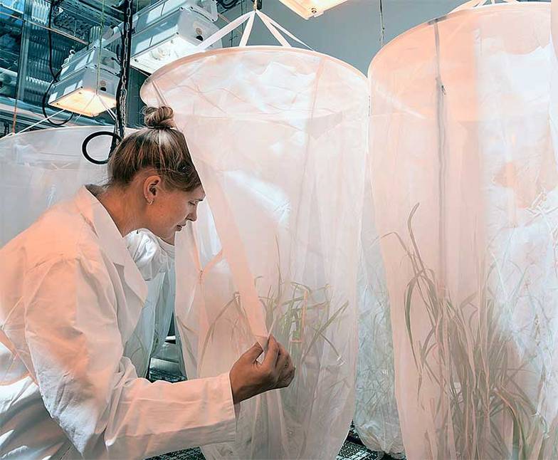 ТАСС Российские производители семян производят много, однако их продукция часто не пользуется спросом у сельхозпроизводителей