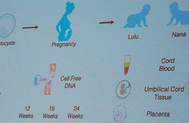 EPA/ALEX HOFFORD Принципиальная схема геномного редактирования (слайд из презентации китайского генетика Хэ Цзянькуя, иллюстрирующий его работу по созданию первых в мире генетически отредактированных близнецов Лулу и Нана)