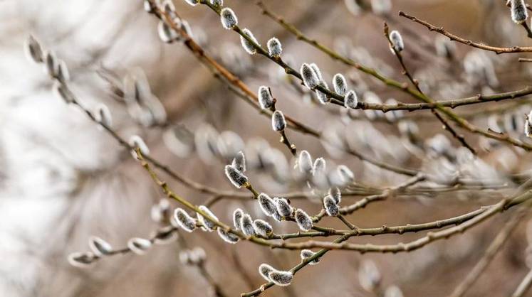 Синоптик сообщил, когда в Москве исчезнут сугробы