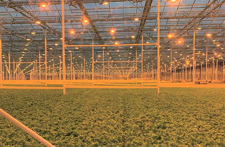 НОЦ.РФ Здесь участники Западно-Сибирского НОЦ проводят испытания новых энтомофагов (клещей и насекомых, обеспечивающих контроль численности вредоносных членистоногих)