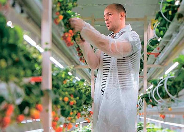  Иркутская клубника, в отличие от привозной, позиционируется как продукция премиум-класса с высокими экологическими критериями