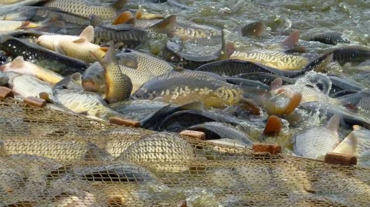 Рыбная ферма от маточного поголовья до прилавка