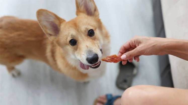 Собаку накормят, как человека