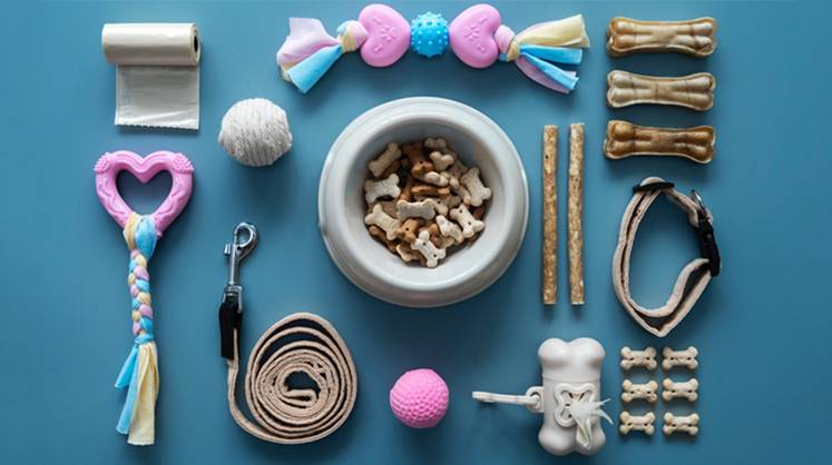 Базовый минимум для собак: ветеринар рассказал, какие аксессуары нужны питомцу