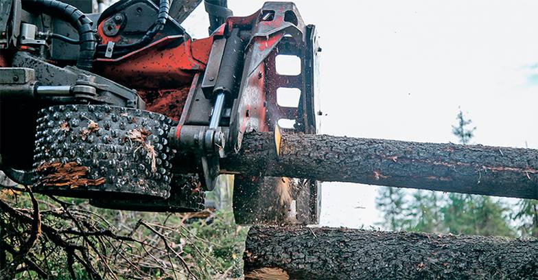 ПРЕДОСТАВЛЕНО АЦБК Лесопереработка — исторически важный промышленный сегмент для Поморья