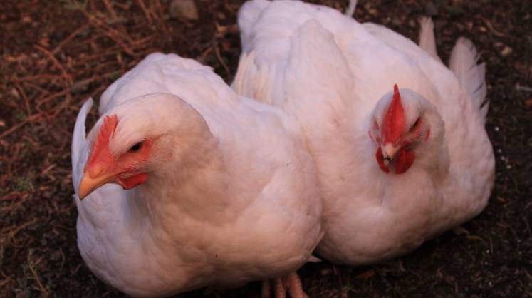 В России предложили запретить экспорт отдельных видов мяса птицы