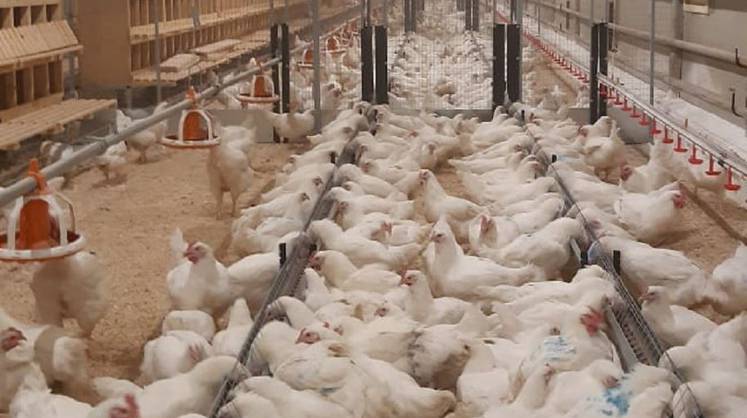 Российские компании запросили разрешение на беспошлинный ввоз в страну мяса кур