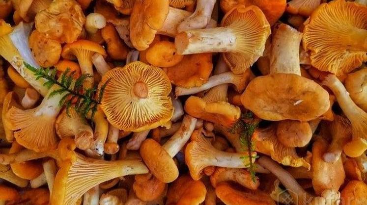 Российские лисички рвутся в Европу