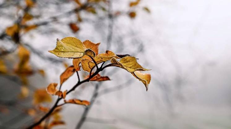 Теплый ноябрь: в каких округах России температура будет выше нормы