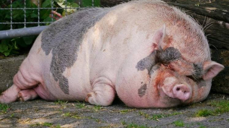 Трансплантологи надеются теперь на почки свиней