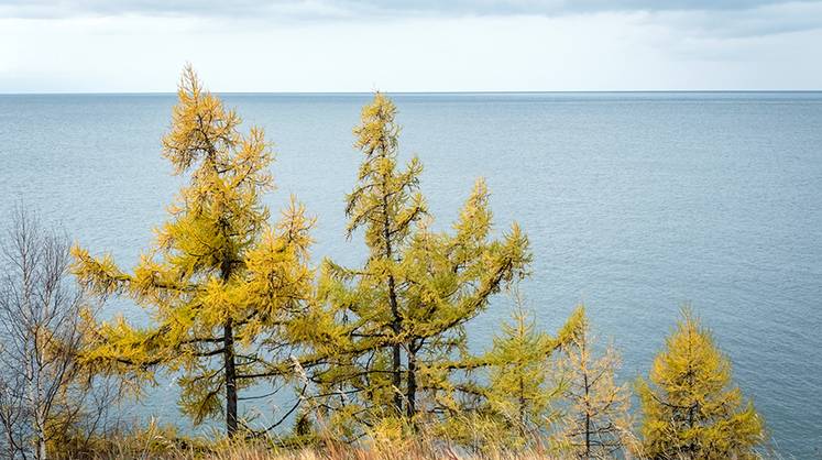 Российское партнерство за сохранение климата расширилось