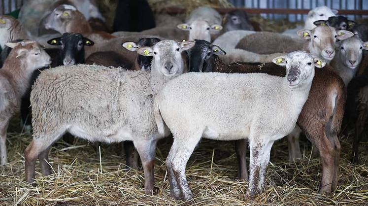 Скотоводство: инвестиции в генетику овец