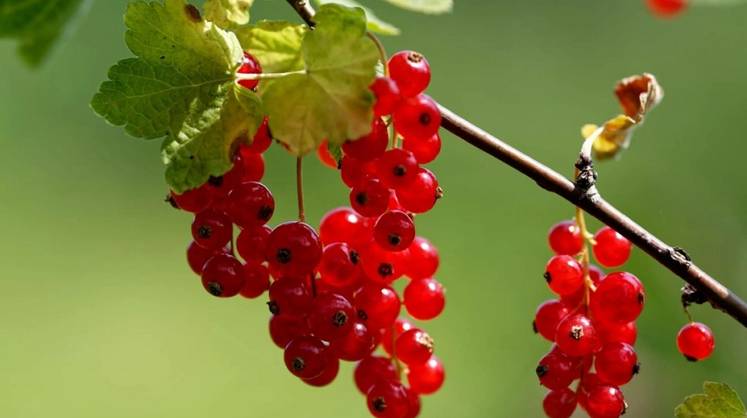 Российские учёные создали роботов для сбора ягод