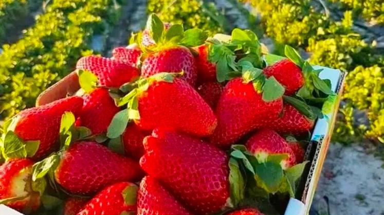 «Дорого, но вкусно и полезно»: эксперты ожидают высокий урожай ягод в России