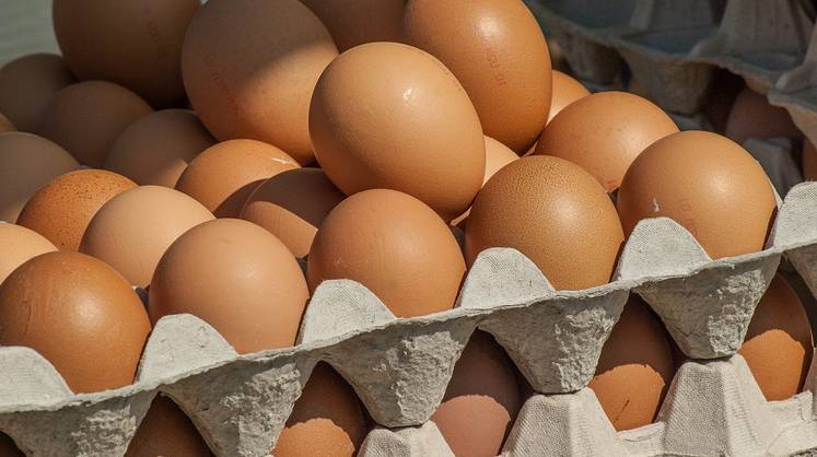 Россия открывает рынок для куриного яйца