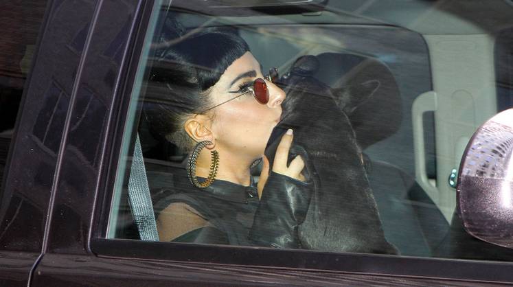 У Леди Гаги похитили двух французских бульдогов