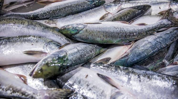 Рекорд XXI века: рыбаки подвели итоги лососевой путины