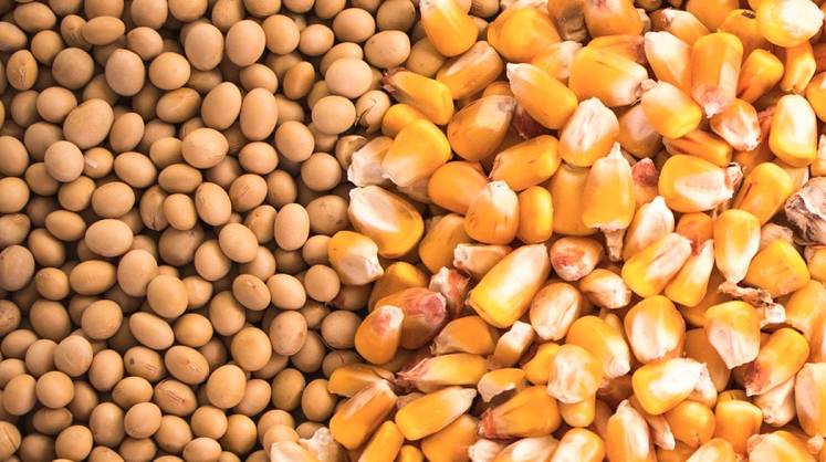 Правительство готовит снижение импорта семян из недружественных стран