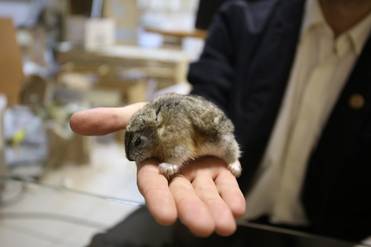 Ирина Скалина 