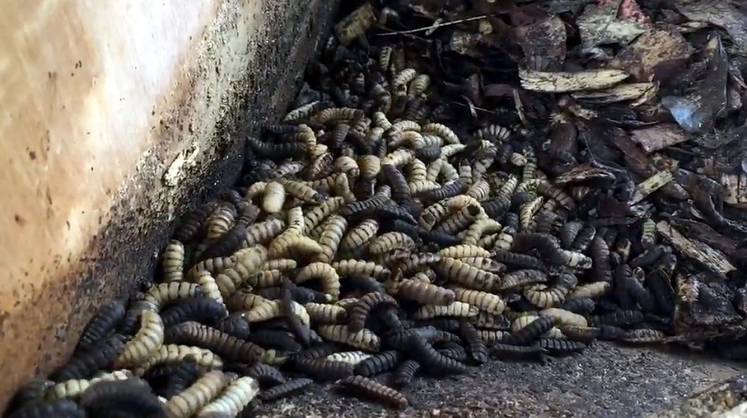 Из личинки чёрной львинки: в Карелии запустят уникальное производство