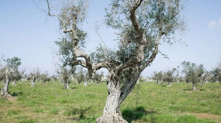 Цены на оливковое масло побили все рекорды