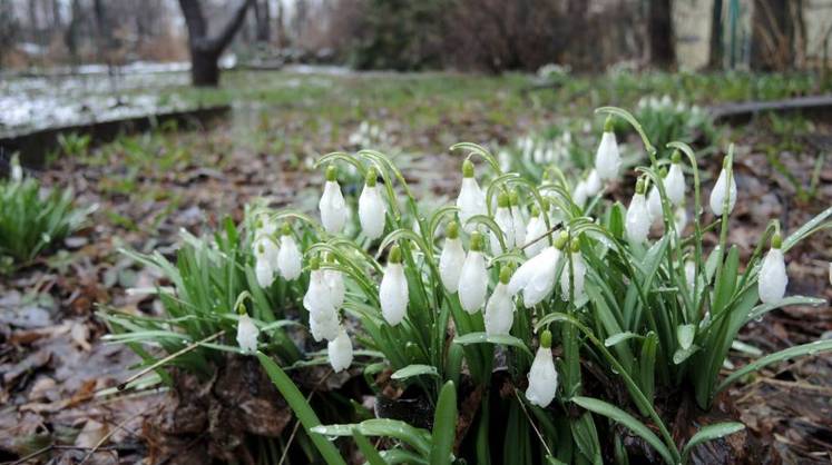 Уникальная коллекция растений в центре Москвы получила высший охранный статус