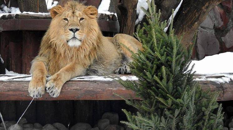 В Московском зоопарке стартовал сбор новогодних елок для животных