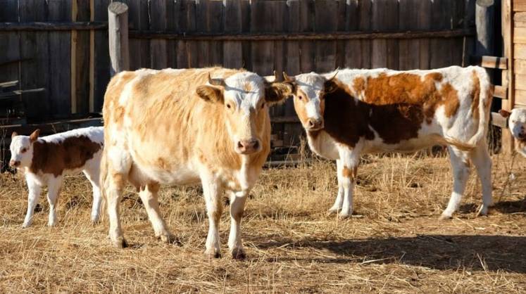 В Россельхознадзоре оценили ситуацию с пастереллезом под Новосибирском