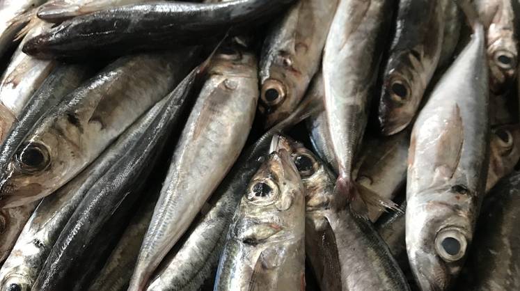 Кабмин усилил контроль за иностранными инвестициями в сфере рыболовства