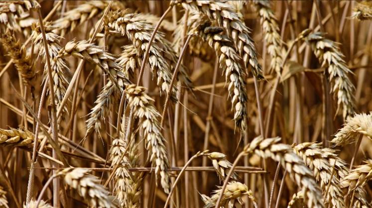 Власти Польши запретили ввоз зерна с территории Украины после 15 сентября