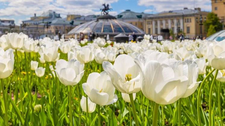 На следующей неделе Москва окажется в зоне температурной аномалии