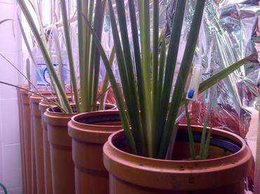 Пермский национальный исследовательский политехнический университет Внешний вид пилотной установки фитофильтрации