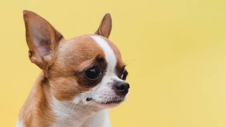 Город диктует моду: пудель и шпиц вытесняют крупных собак в квартирах