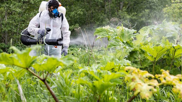 За прошлую неделю в Подмосковье выписали штрафы за борщевик на 53 млн рублей