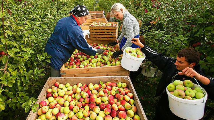 В России собран рекордный урожай плодов и ягод в 2020 году