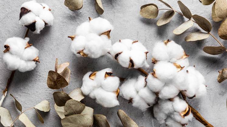 Афганистан становится новым поставщиком хлопка для России