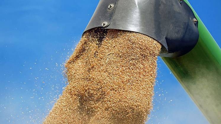 Минсельхоз РФ сохранил прогноз сбора урожая зерна в 2024 году на уровне 132 млн тонн